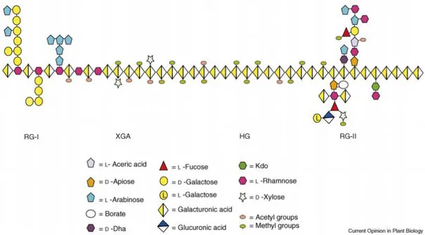 Figure 1.3: Schematic structure of pectin showing the four pectic polysaccharides homogalacturonan (HG),  xylogalacturonan (XGA), rhamnogalacturonan I (RG-I) and rhamnogalacturonan II (RG-II) linked to each 