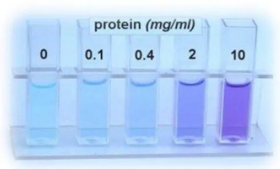 Figure 3.2: BCA protein assay using bovine serum albumin (BSA) solutions as protein concentration  reference standard