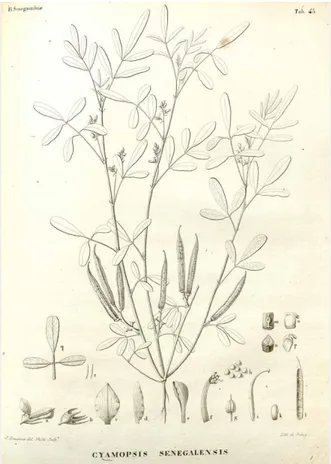 Figure 3.1 “Cyamopsis senegalensis” 