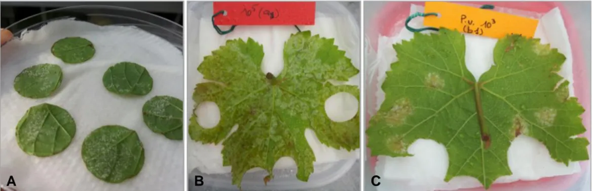 Figure II-3 Plasmopara viticola sporulation on the inoculated A) leaf discs, B)  Greenhouse, and C) field plants