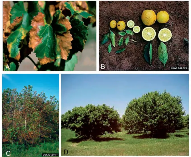 Figure 4: A. Typical leaf scorch symptoms, caused by Xylella fastidiosa subsp. fastidiosa on grapevine  leaves; B