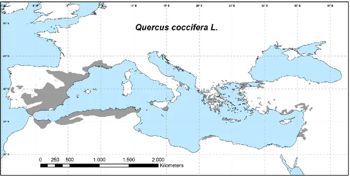 Fig. 4 - Areale di Quercus coccifera L 