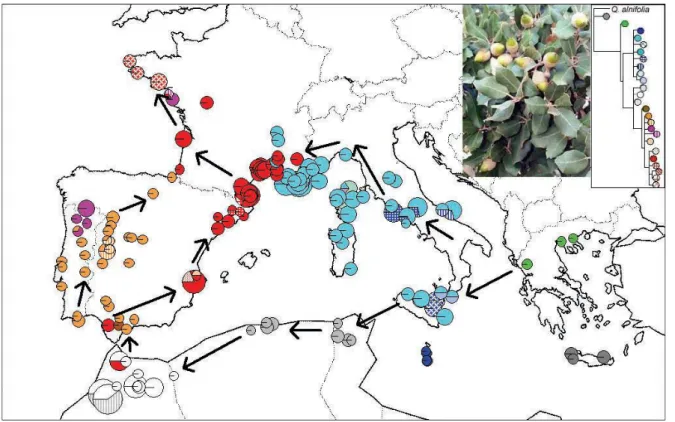 Fig. 17 – Filogeografia di Q. ilex secondo Lumaret et al. (2002) e Petit et al. (2005)