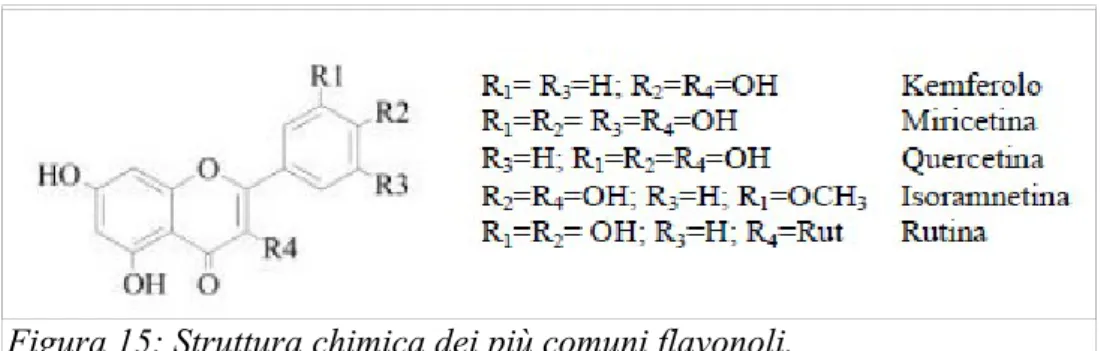 Figura 15: Struttura chimica dei più comuni flavonoli. 