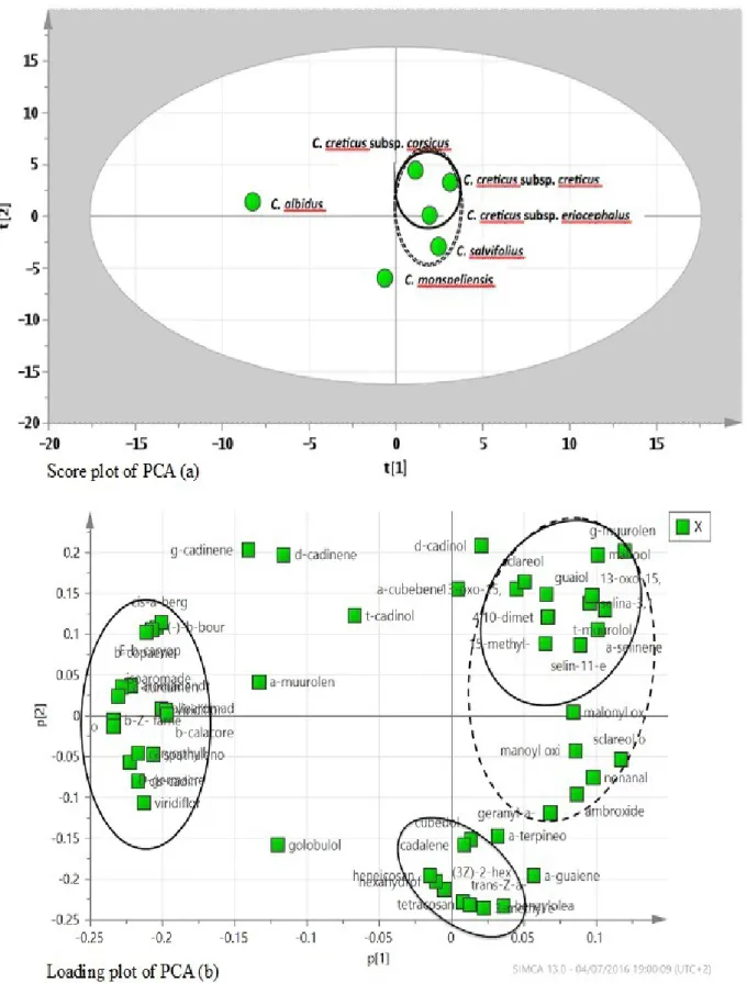Figura 36: Analisi PCA  e loading plot degli oli essenziali delle specie di Cistus raccolte nel 2014