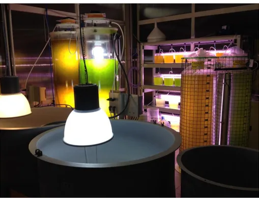 Figure 5: Live feed production room. Photobioreactors, phytoplankton bags and  rotifer tanks