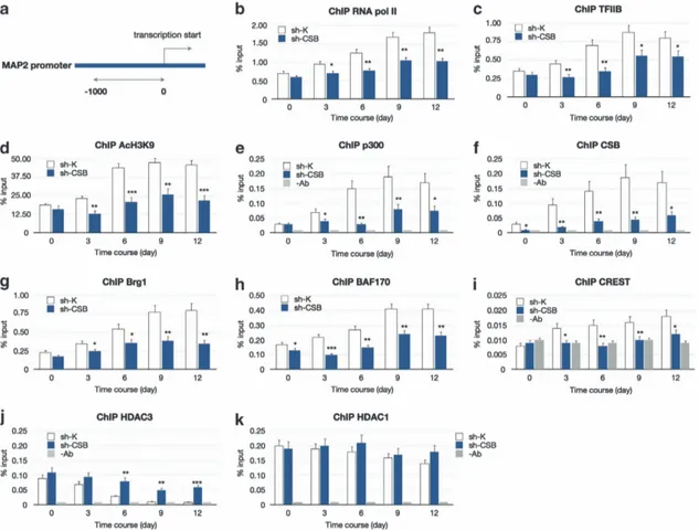 Figure 7 Interaction of CSB protein with transcription and chromatin remodeling factors detected by ChIP