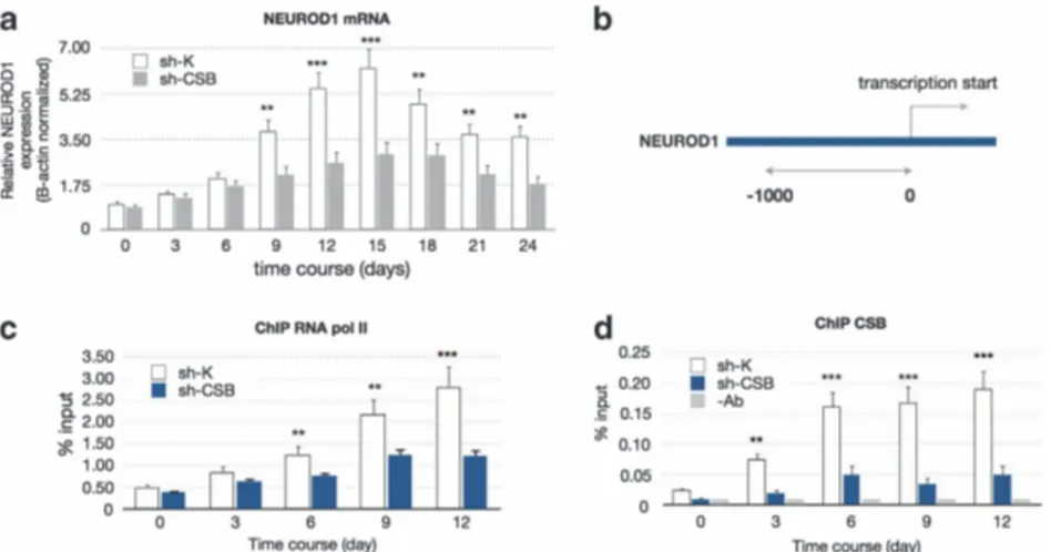 Figure 8 NEUROD1 (a) mRNA expression analysis in sh-K and sh-CSB cells during the entire time course of neural differentiation (mean±S.D