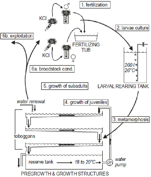 Figure 4: Overview of the closed-cycle process and devices used to produce sea urchins on land at a  pilot scale (from Grosjean et al., 1998)