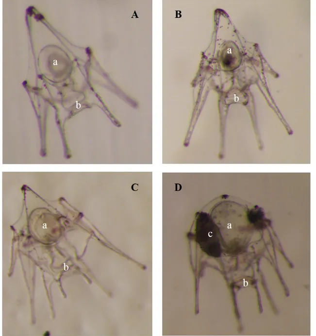 Figure 5: Development stages of Paracentrotus lividus larvae: 4-arms stage (A), 6-arms stage (B), 8- 8-arms stage (C) and competent stage (D)