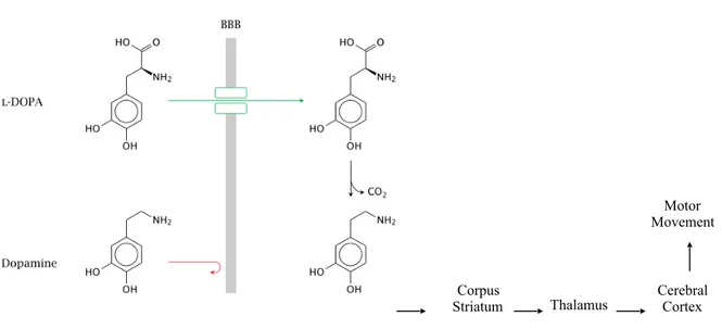 Figure 4. Different absorbiment between L-DOPA and dopamine through BBB 