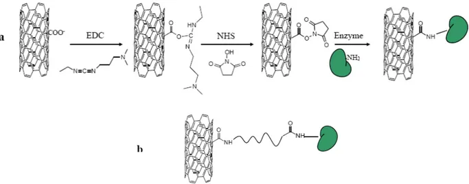 Figure 19. (a) Formation of an amide bond between an enzyme (green form) and CNTs via treatment of the oxidized  carbon nanotubes with EDC (1-ethyl-3-3’-dimethyl amino propyl carbodiimide) and NHS (N-hydroxy succinimide)