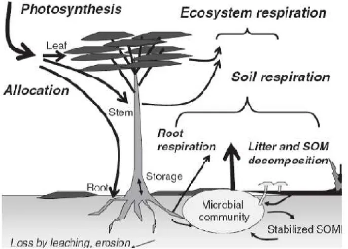 Figura 5: Trumbore S. (2006). Main processes in the carbon cycle in forest ecosystems 