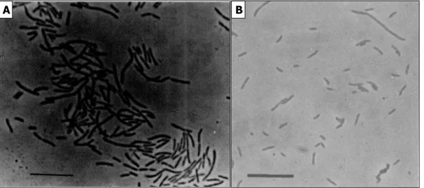 Figure 1 – Phase contrast micrographs of Coprothermobacter proteolyticus strain BT (in A, from Ollivier et  al, 1985.) and Coprothermobacter platensis 3T (in B, from Etchebehere et al., 1998)