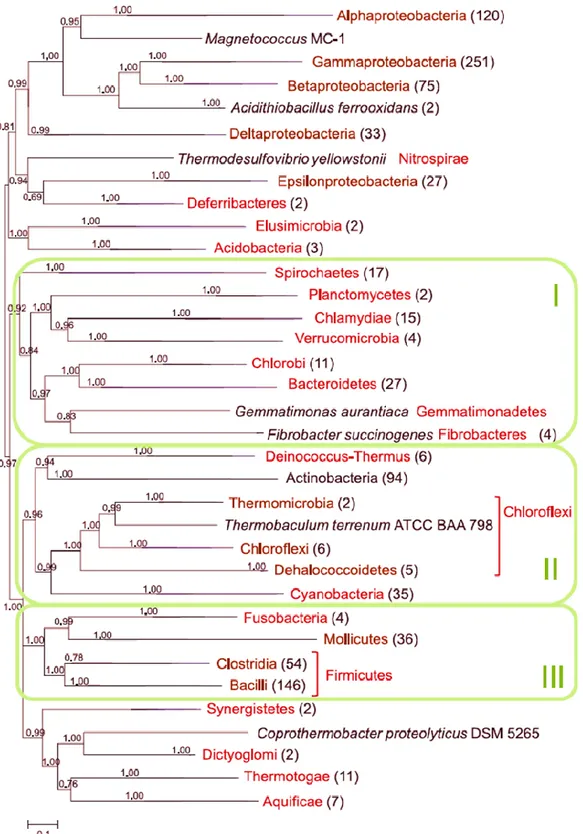 Figure 2 - Bacterial phylogenetic tree reconstructed from a concatenated alignment of 50 nearly ubiquitous  r-proteins