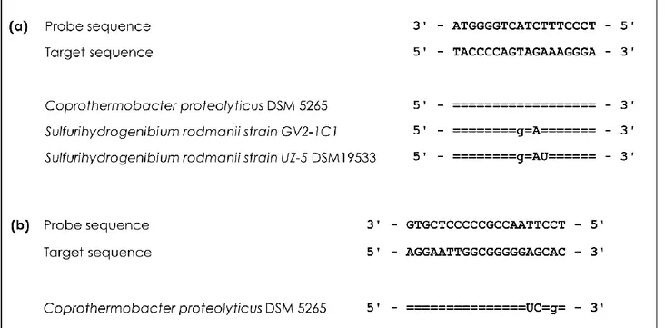 Figure  2  -    Difference  alignments  for  CTH485  (a)  and  ARC915(b)    probes.  16S  rRNA  sequences  at  the  target  sites  of  the  probes  are  displayed  for  representative  reference  organisms