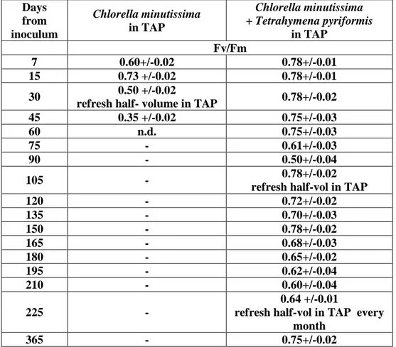 Table  4.  Analysis  in  a  long-term  of  fluorescence  activity  (Fv/Fm  ratio)  of  the  culture  Chlorella  minutissima  and 