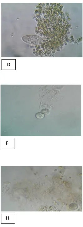 Figure  10.  Microscopic  view  of  the  culture  steps.  Photos  are  performed  by  Opticalview  program  under  optical 