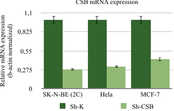 Graphic  of  CSB  suppression  in  SK-N-BE,  Hela  and  MCF7 cells