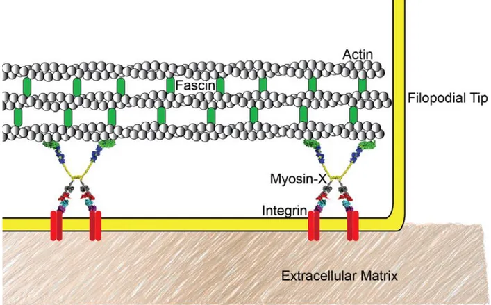 Figure 1.3 Myosin X localizes to the filopodial tip. Myosin X seems to be the molecular link 