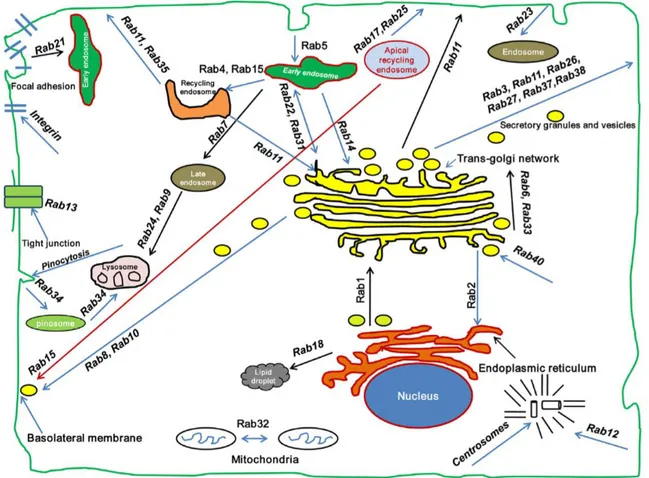 Figure 1.7 Rab GTPases subcellular localization. Rab GTPases control membrane trafficking 