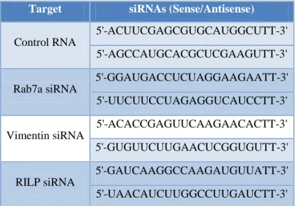 Table  3.3  List  of  siRNAs.  Control  RNA,  and  Rab7a,  vimentin  and  RILP  siRNAs  used  in  the 