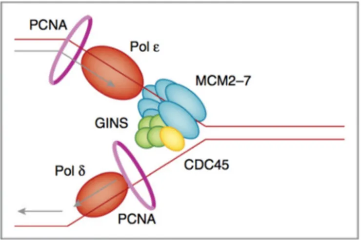 Figure 2. Illustration of replication fork and key components of replisome. Parental DNA is unwound by 