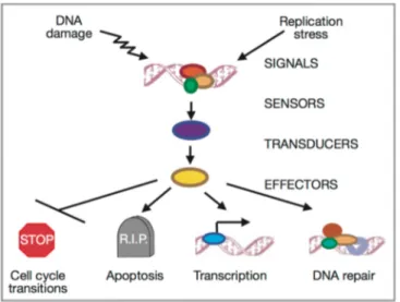 Figure  4.  Conceptual  organization  of  the  signal  transduction  of  checkpoint  responses