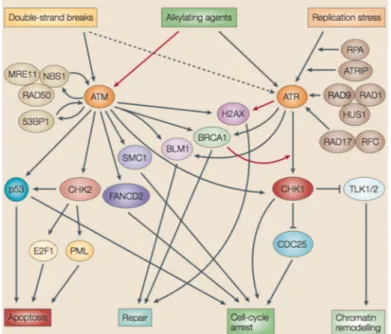 Figure 5. DNA damage response signal-transduction network (Zhou and Bartek, 2004).  