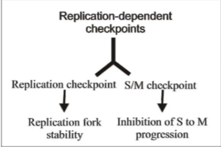 Figure 6. Schematic representation of the replication-dependent checkpoint operating in s-phase of cell  cycle