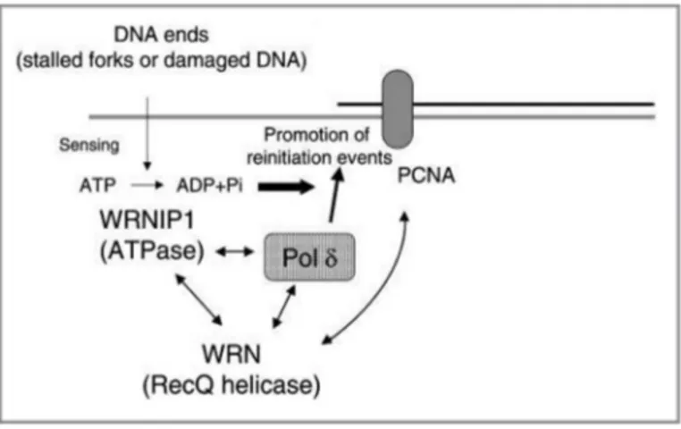 Figure 10. Model of a ternary complex containing WRNIP1, WRN and polδ at an arrested replication  fork