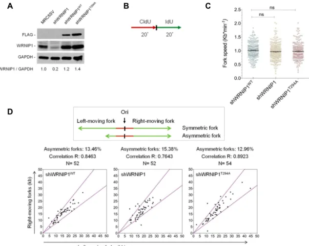 Figure 11. Analysis of replication dynamics in wild-type cells (shWRNIP1 WT ) and WRNIP1-deficient 