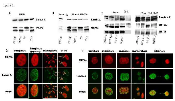 Figure  1:  Analysis  of  the  occurrence  of  lamin  A/NF-Y  complex  in  several  cell  lines