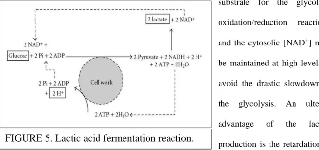 FIGURE 5. Lactic acid fermentation reaction. 