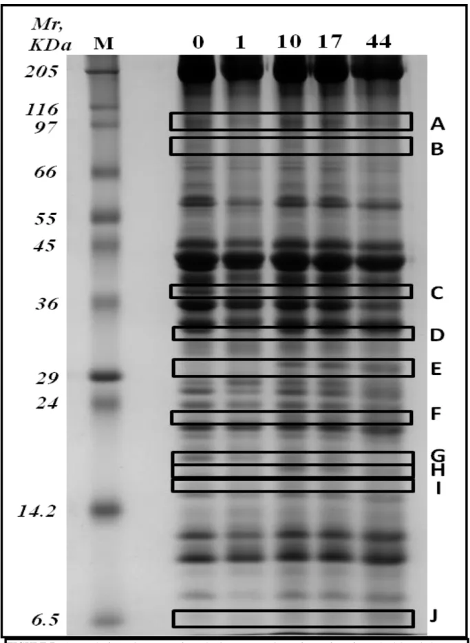 FIGURE 7 - 1DE gel of protein extracts from the longissimus dorsi of meat from formerly dairy Piedmontese 
