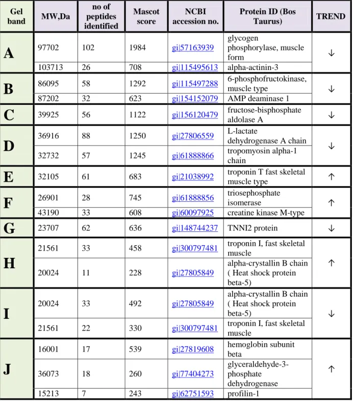 TABLE 6 – Differential gel bands (p &lt; 0.05 ANOVA) from 1DE.  The trends of the proteins under the same gel band have been confirmed by the relative abundances of  their peptides as identified by nanoHPLC/tandem mass spectrometry