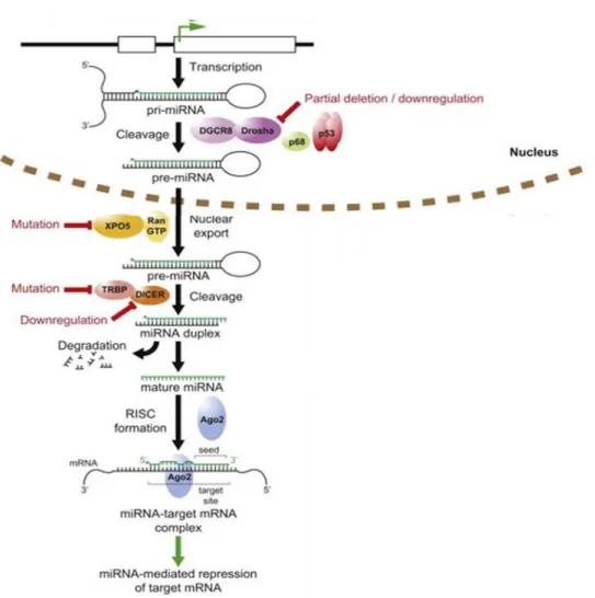 Figure  1.  Schematic  representation  of  miRNA  biogenesis  (Xiao  et  al.  2008).  Simplified 