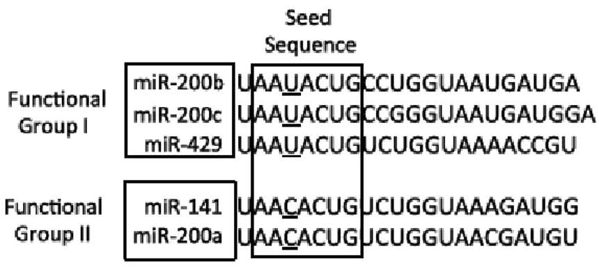 Figure 3: The sequences of mature miRNA-200 family members. The miRNA-200 family 