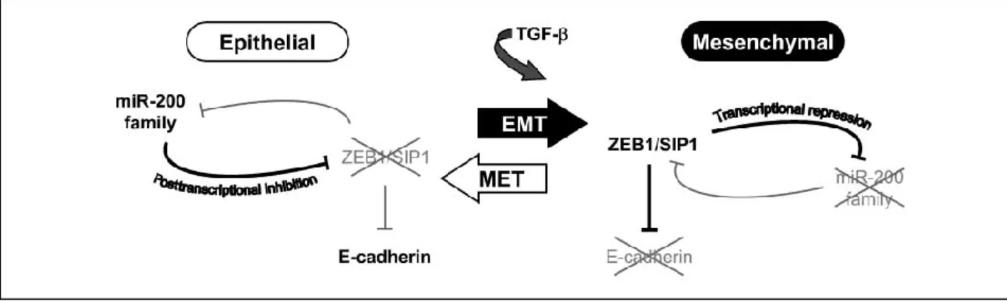 Figure 4. Model for a double-negative feedback loop between ZEB1-SIP1 and the miRNA- miRNA-200 family regulates epithelial-mesenchymal transition (Bracken et al
