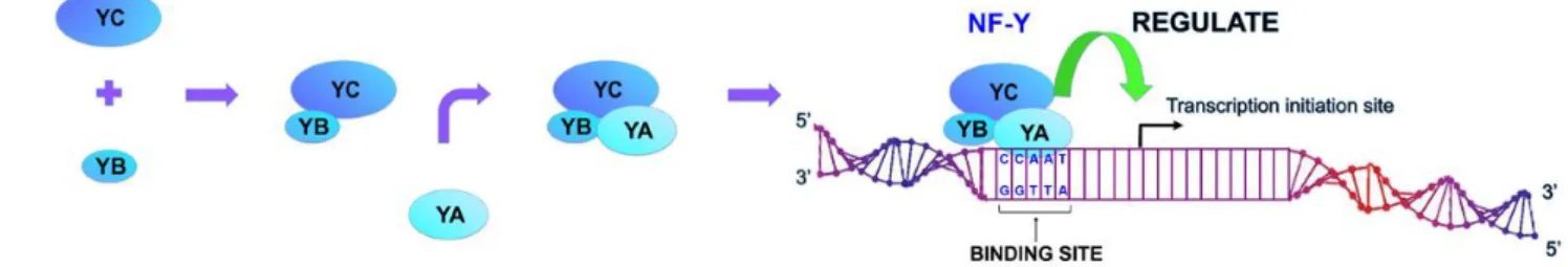 Figure  5.  Schematic  representation  of  NF-Y  complex  formation.  NF-Y  consists  of  three 