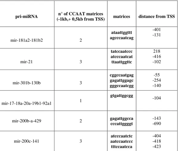 Table 2. Results of the in silico analysis of 1,5 kb of promoter of the 6  miRNA clusters  validated by in vivo experiments