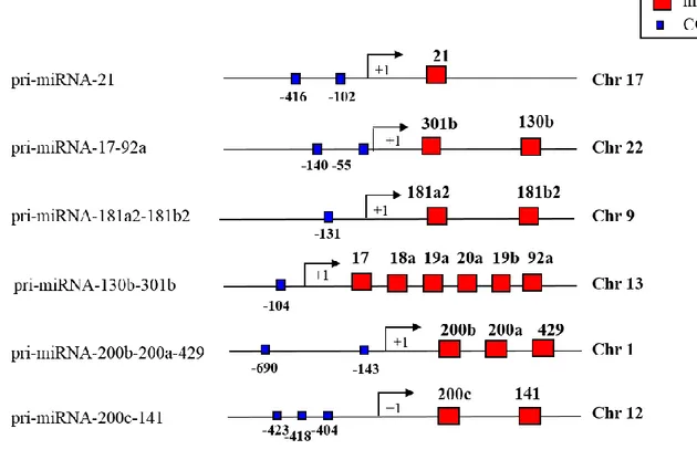 Figure 6. Schematic picture showing miRNA promoters and CCAAT consensus position. 