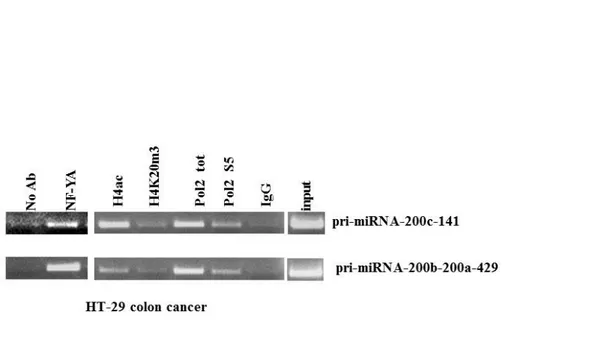 Figure 8. The transcription factor NF-Y binds in vivo the miRNA-200 family promoters. 