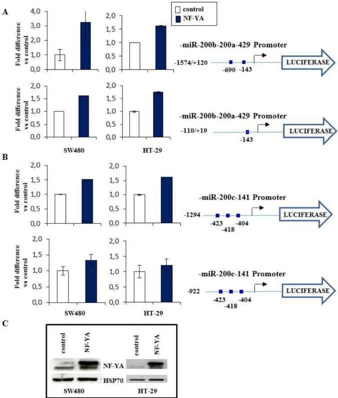 Figure 9. NF-Y regulates the miR-200-family promoters. Luciferase activity of Luc-reporter 