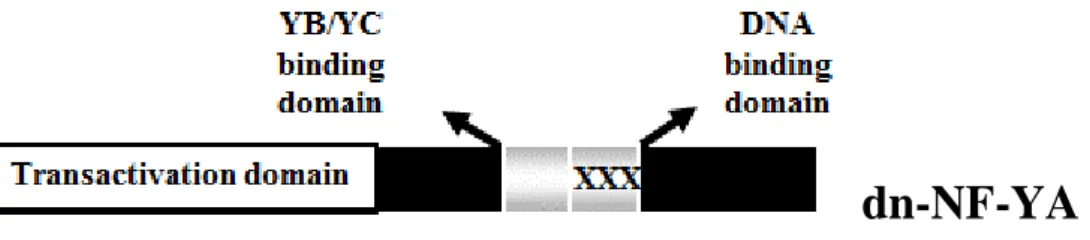 Figure  10.  Schematic  representation of the  dominant-negative (dn) NF-YA.  The dn is  a 