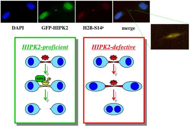 Figure 11. Graphical representation of cytokinesis in HIPK2 proficient or defective cells