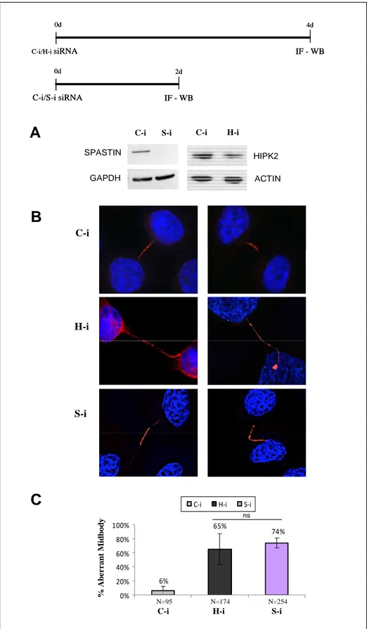 Figure 16. Analyzes of midbody defects in HIPK2- and spastin- depleted cells 