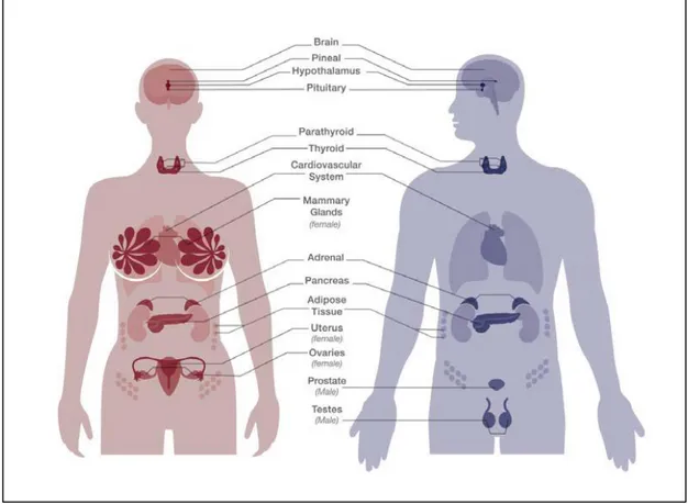 Figura 1: rappresentazione dei principali organi del sistema endocrino umano (Gore et al., 