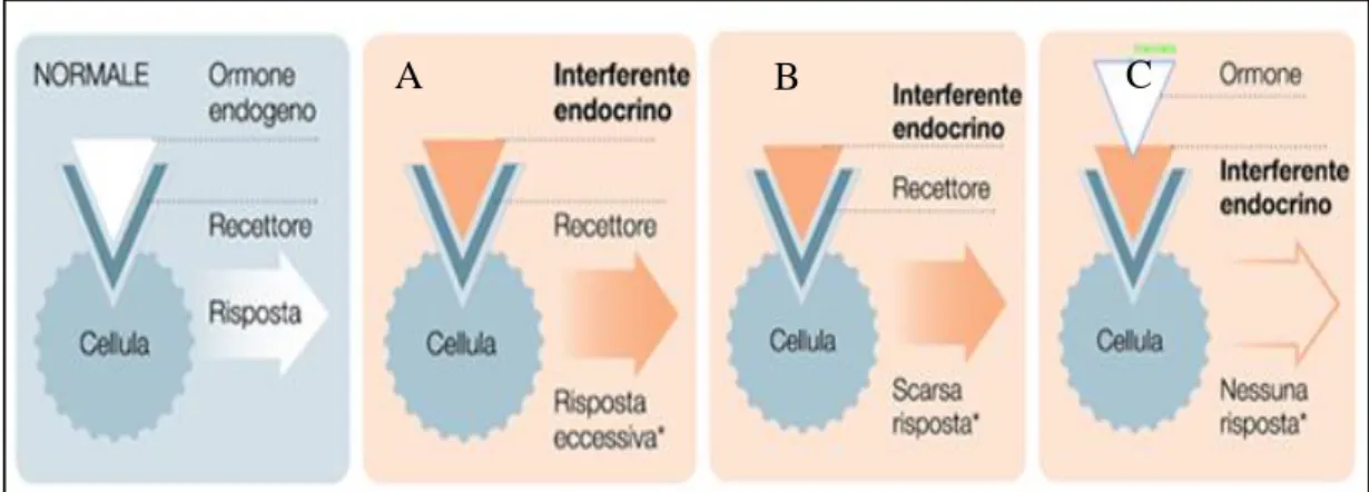 Figura 2: interazione degli interferenti endocrini e i recettori ormonali, azione agonista  (A, B) e azione antagonista (C)