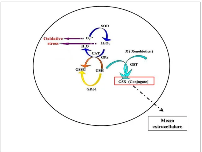 Figura 5: principali meccanismi intracellulari attivati dalla cellula per contrastare lo stress ossidativo